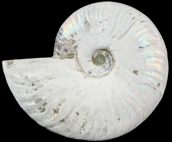 Silver Iridescent Ammonite - Madagascar #54872